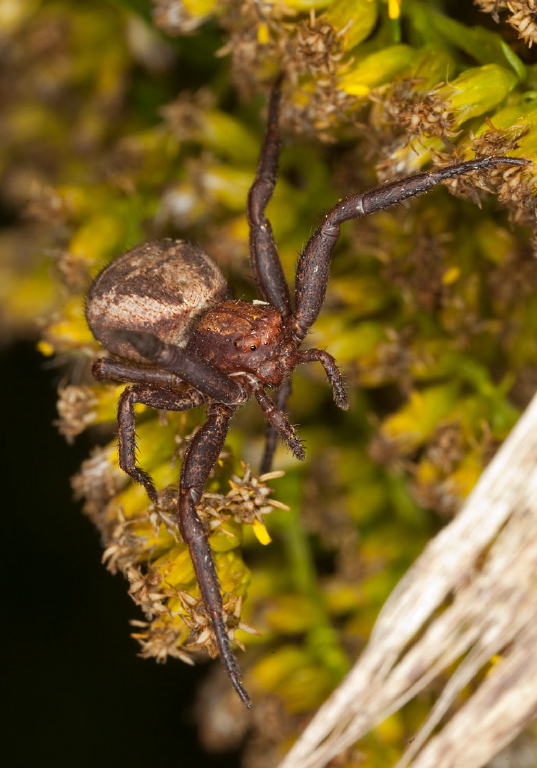 Xysticus sp. Thomisidae