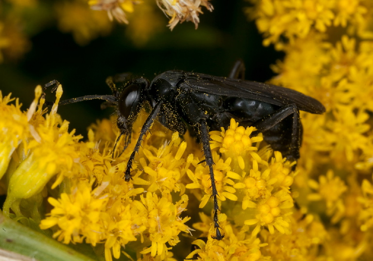   Pompilidae