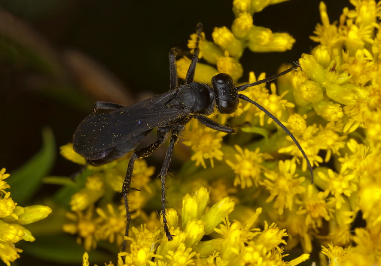   Pompilidae