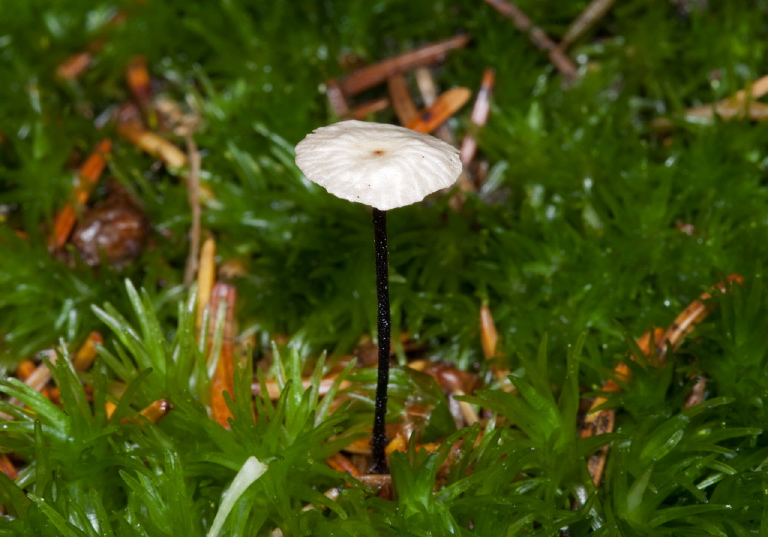 Marasmius sp.? Marasmiaceae