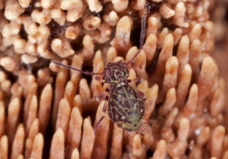 Dicyrtomina minuta forma ornata Dicyrtomidae