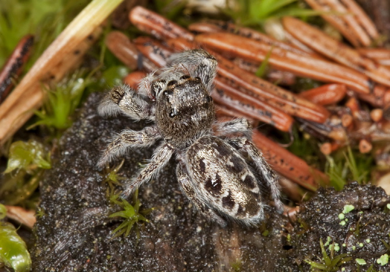 Pelegrina sp.? Salticidae