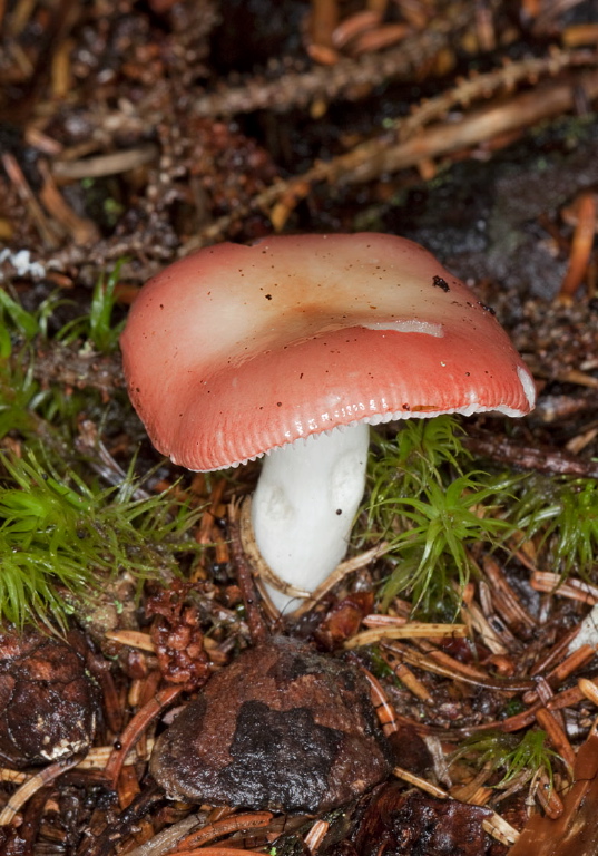 Russula emetica? Russulaceae