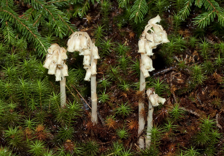 Monotropa hypopitys? Monotropaceae