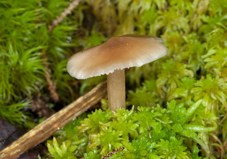 Inocybe sp.? Cortinariaceae