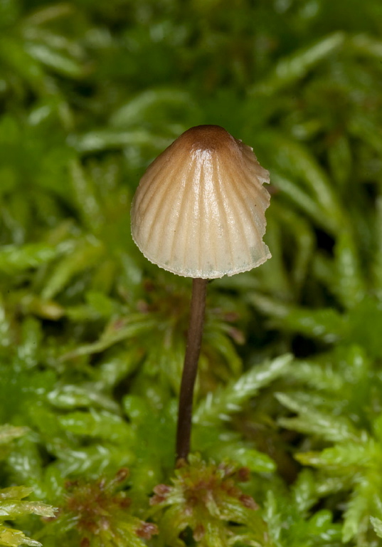 Mycena sp. Tricholomataceae