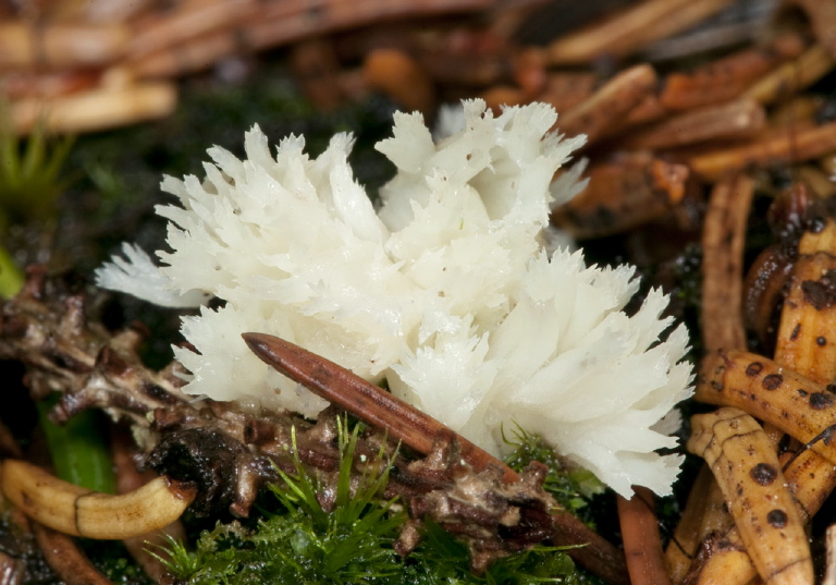 Clavulina cristata? Clavulinaceae