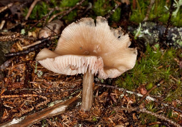 Entoloma strictius? Entolomataceae