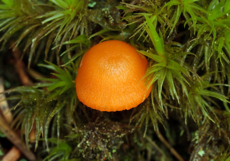 Hygrocybe sp.? Tricholomataceae