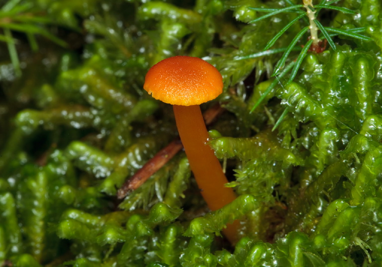 Hygrocybe sp.? Tricholomataceae