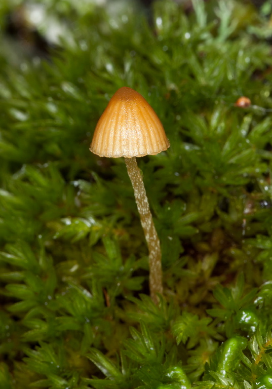 Mycena sp. Tricholomataceae