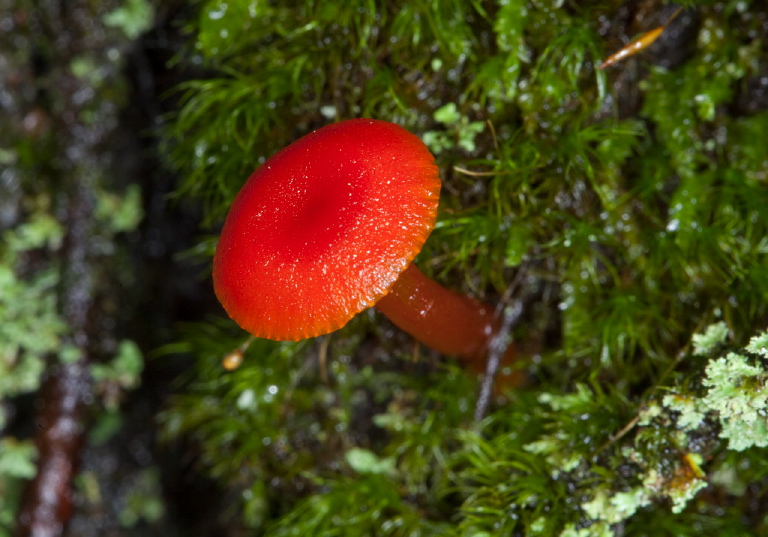 Hygrocybe sp.? Tricholomataceae