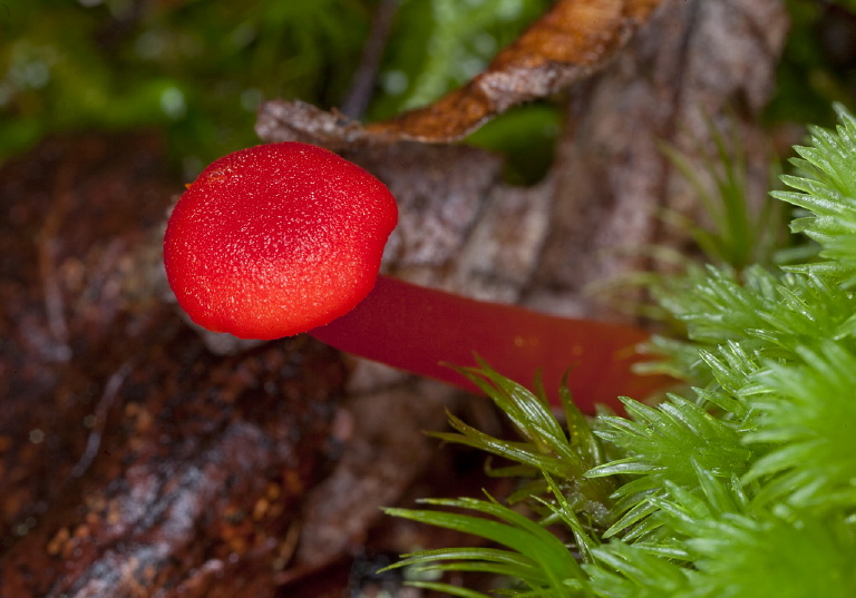 Hygrocybe sp.? Tricholomataceae