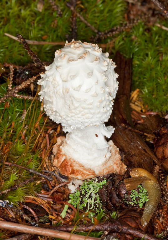 Amanita abrupta? Pluteaceae