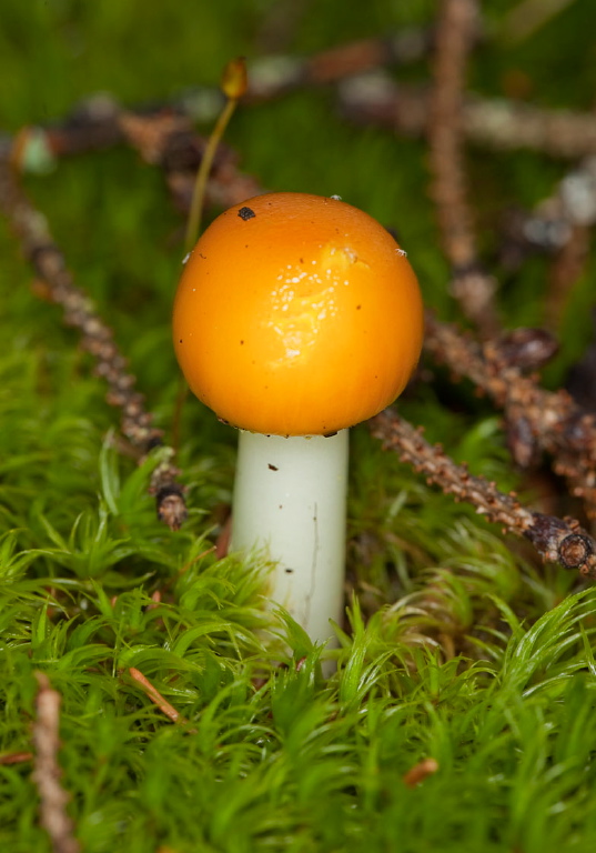 Amanita sp.? Pluteaceae