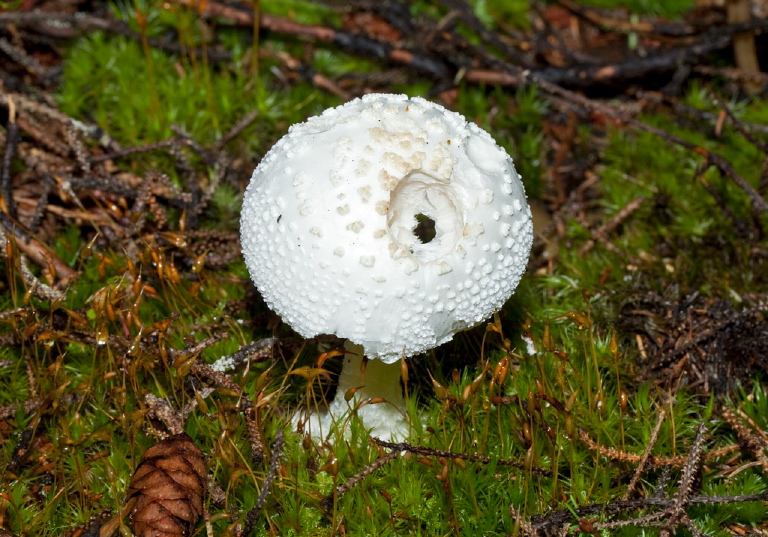 Amanita abrupta? Pluteaceae