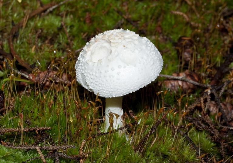 Amanita abrupta? Pluteaceae