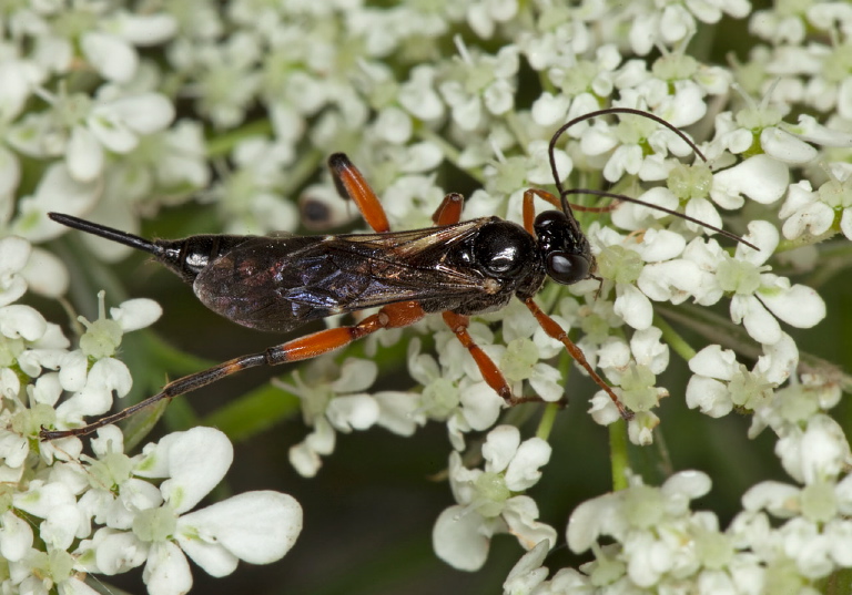 Pimpla sp. Ichneumonidae