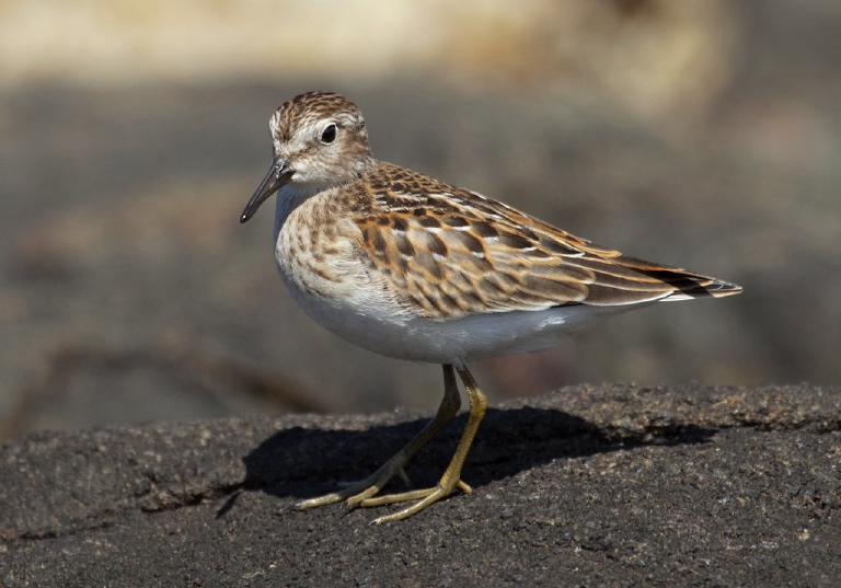 Calidris minutilla Scolopacidae