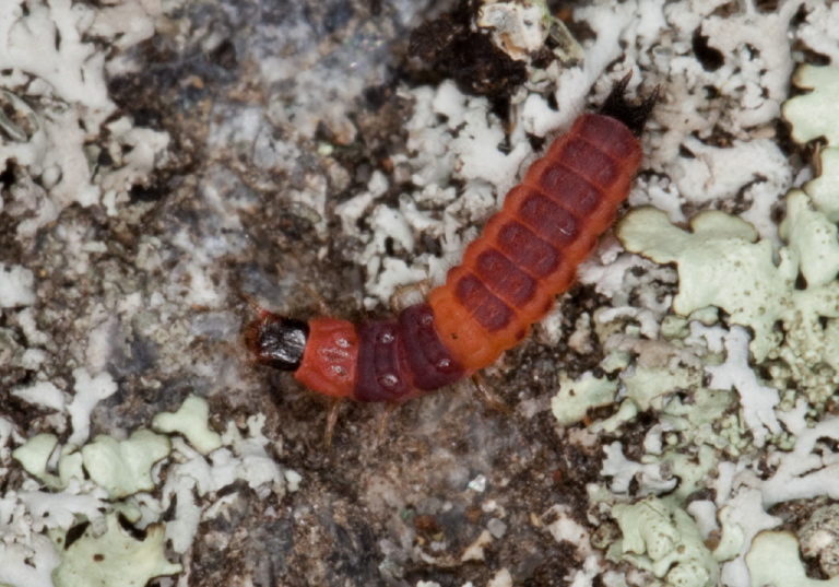 Collops tricolor? Melyridae