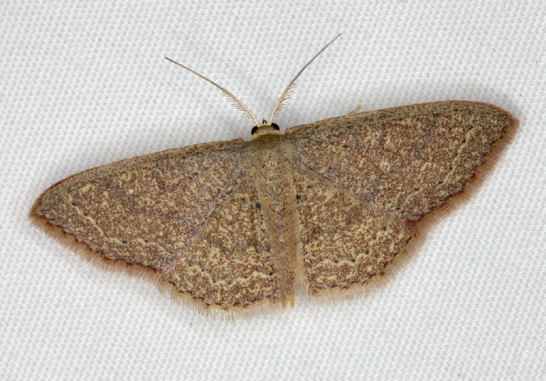 Pleuroprucha insulsaria Geometridae