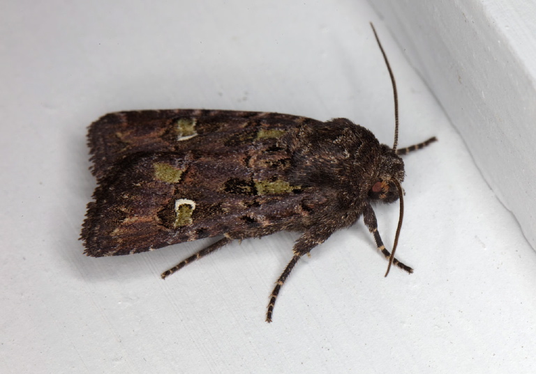 Lacinipolia renigera Noctuidae