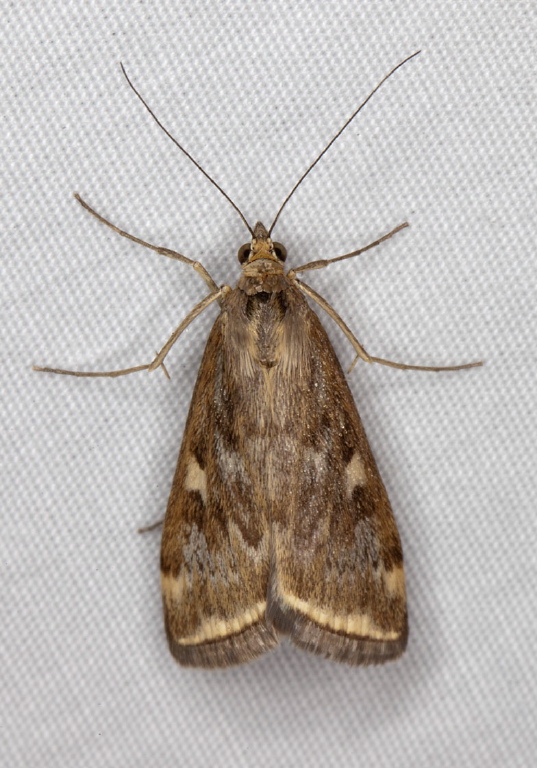 Loxostege sticticalis Crambidae