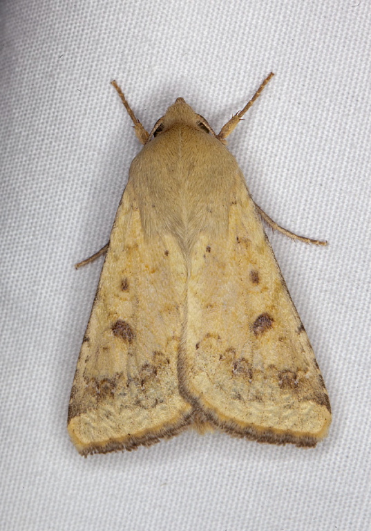 Helicoverpa zea Noctuidae