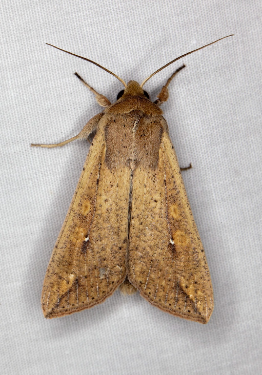 Mythimna unipuncta Noctuidae