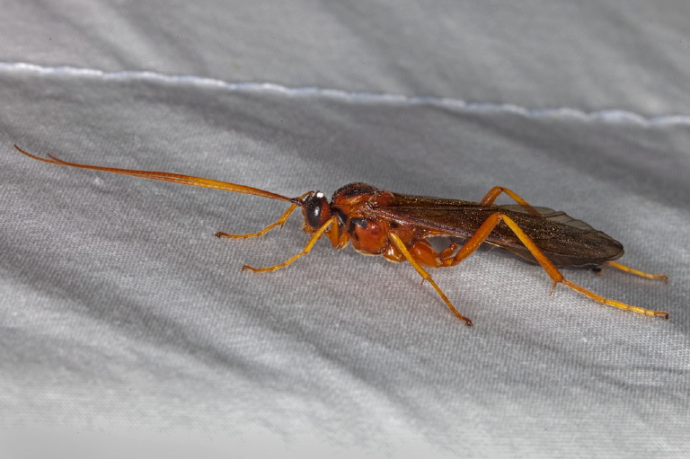 Protarchus sp.? Ichneumonidae