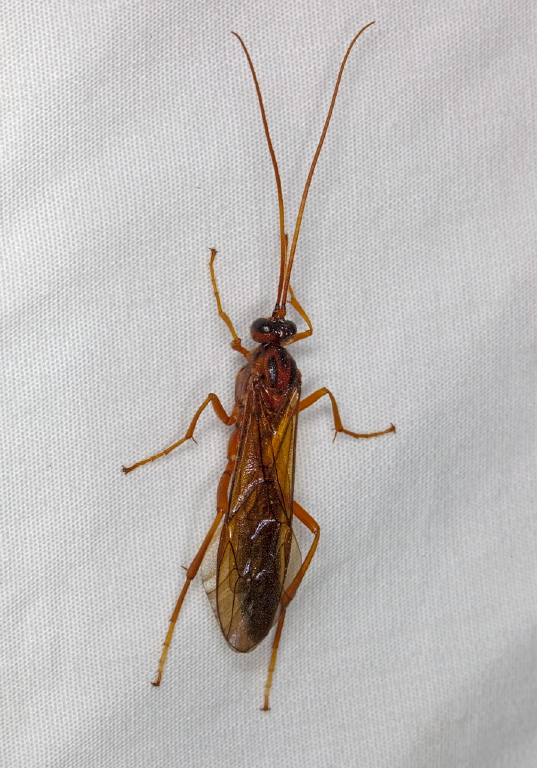 Protarchus sp.? Ichneumonidae