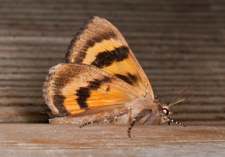 Catocala badia Erebidae