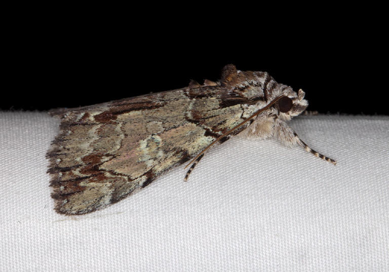 Catocala praeclara Erebidae