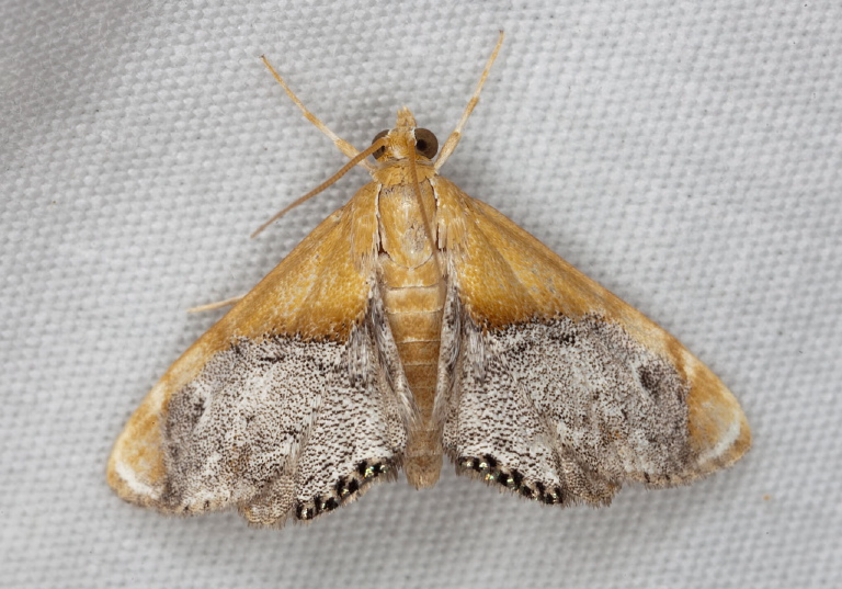 Chalcoela iphitalis Crambidae