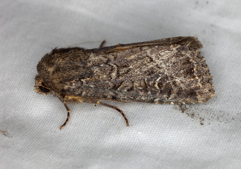 Apamea devastator? Noctuidae