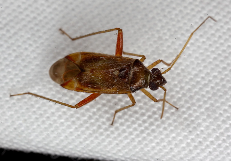 Pinalitus rubricatus Miridae