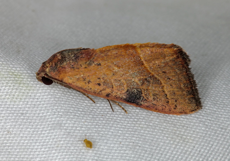 Galgula partita Noctuidae