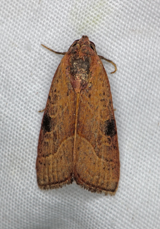 Galgula partita Noctuidae