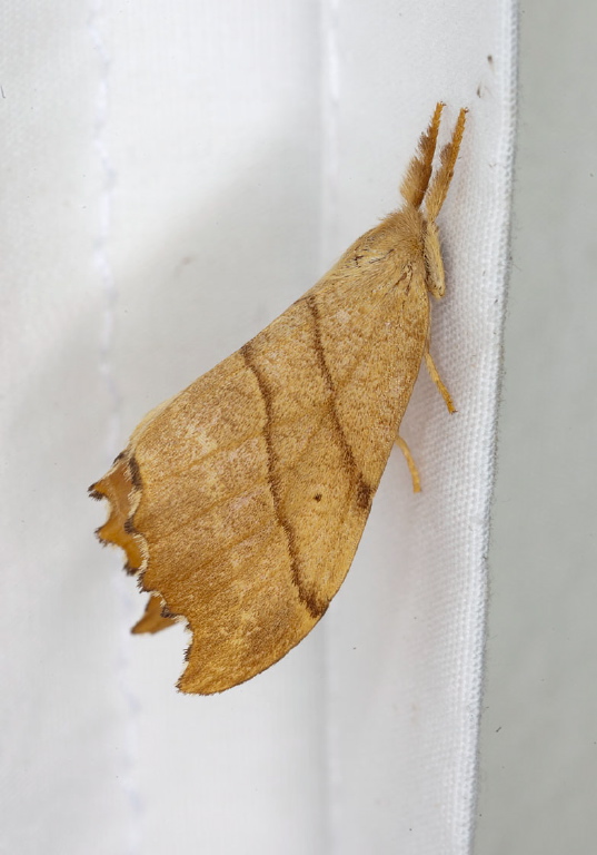 Drepana bilineata Drepanidae