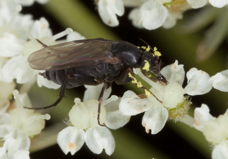 Triphleba sp.? Phoridae