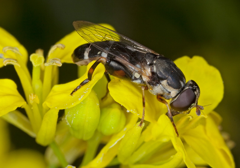 Syritta pipiens Syrphidae