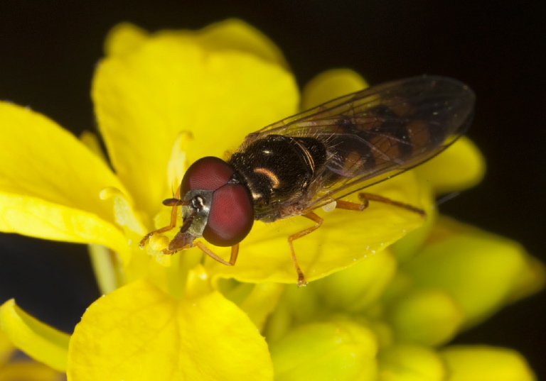 Platycheirus sp.? Syrphidae