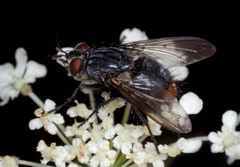   Tachinidae