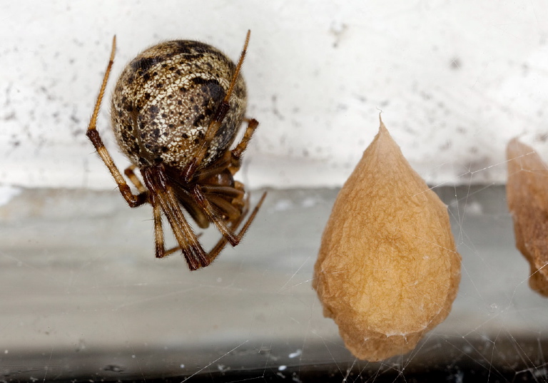 Parasteatoda tepidariorum Theridiidae