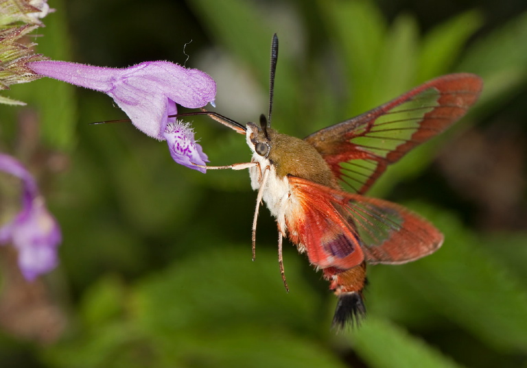 Hemaris thysbe Sphingidae