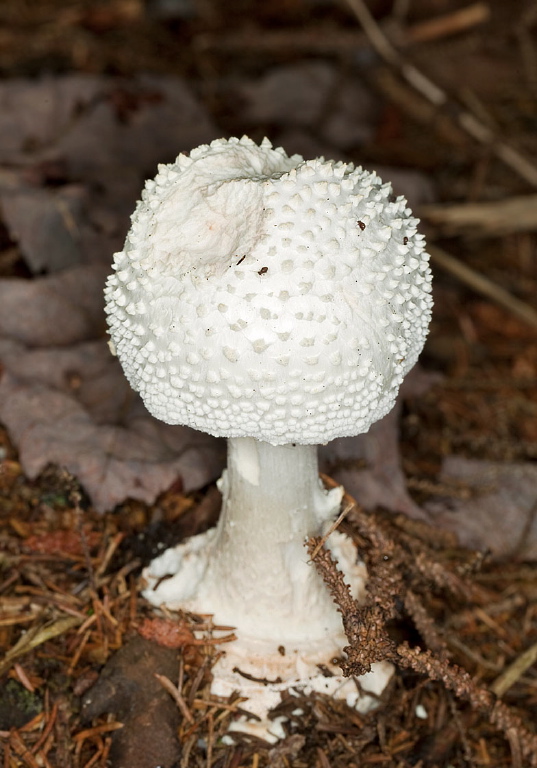 Amanita abrupta? Pluteaceae