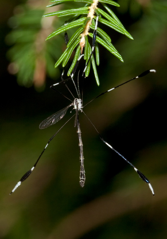 Bittacomorpha clavipes Ptychopteridae