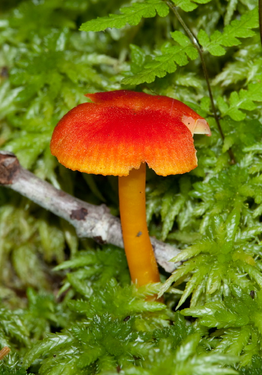 Hygrocybe sp.? Tricholomataceae