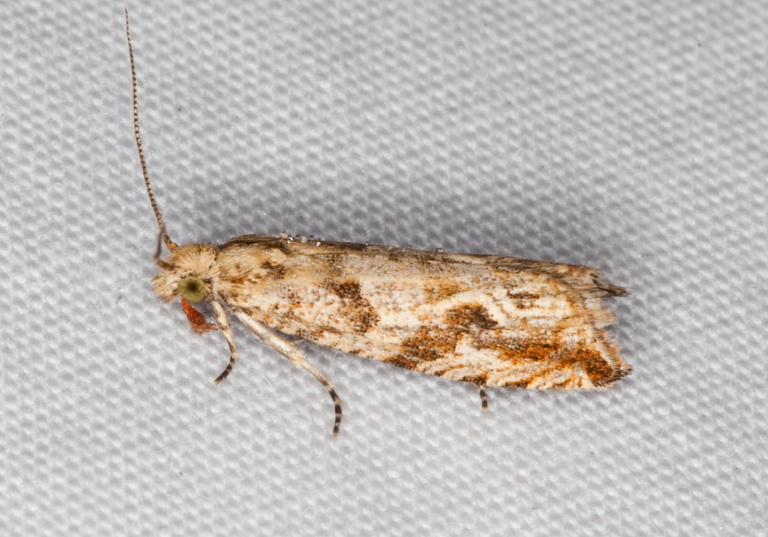 Bactra furfurana Tortricidae