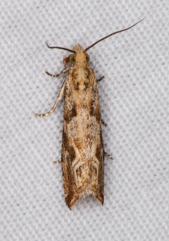 Bactra furfurana Tortricidae